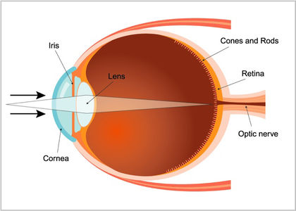 Cut-away view of a colour drawing presenting a beam of light entering the different parts of the human eye. Each part of the eye is identified.