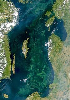 Aerial photo of mint green algal bloom in a darker mass of water with a sinuous perimeter surrounded by light green areas