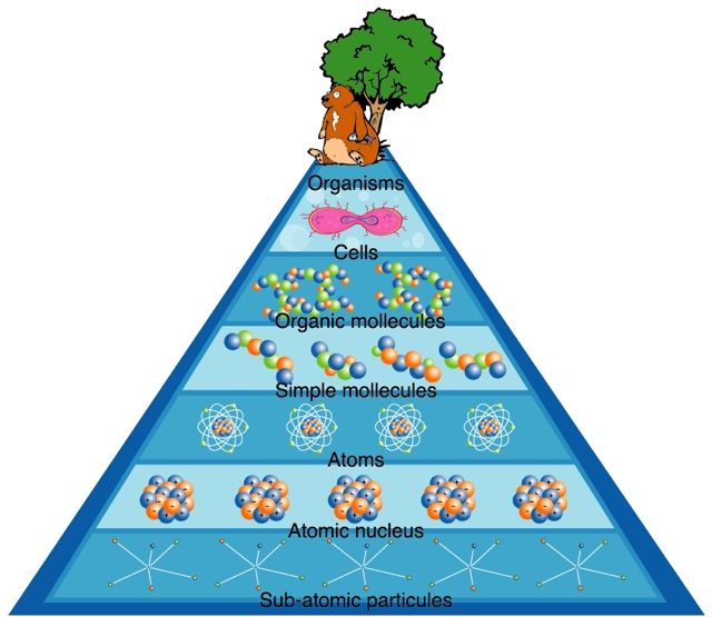 Drawing of a seven-tiered (organisms, cells, organic mollecules, simple mollecules, atoms, atomic nucleus, sub-atomic particules) blue pyramid with a beaver in front of a tree at the top