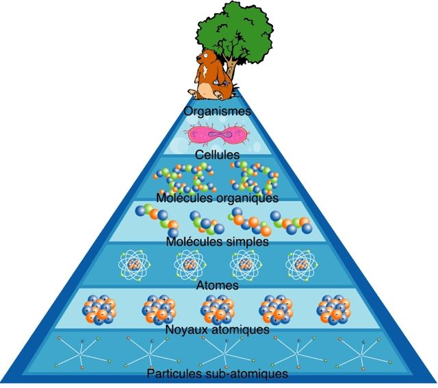 Dessin d'une pyramide bleue de sept étages (organismes, cellules, molécules organiques, molécules simples, atomes, noyaux atomiques, particules sub-atomiques) avec tout en haut un castor devant un arbre